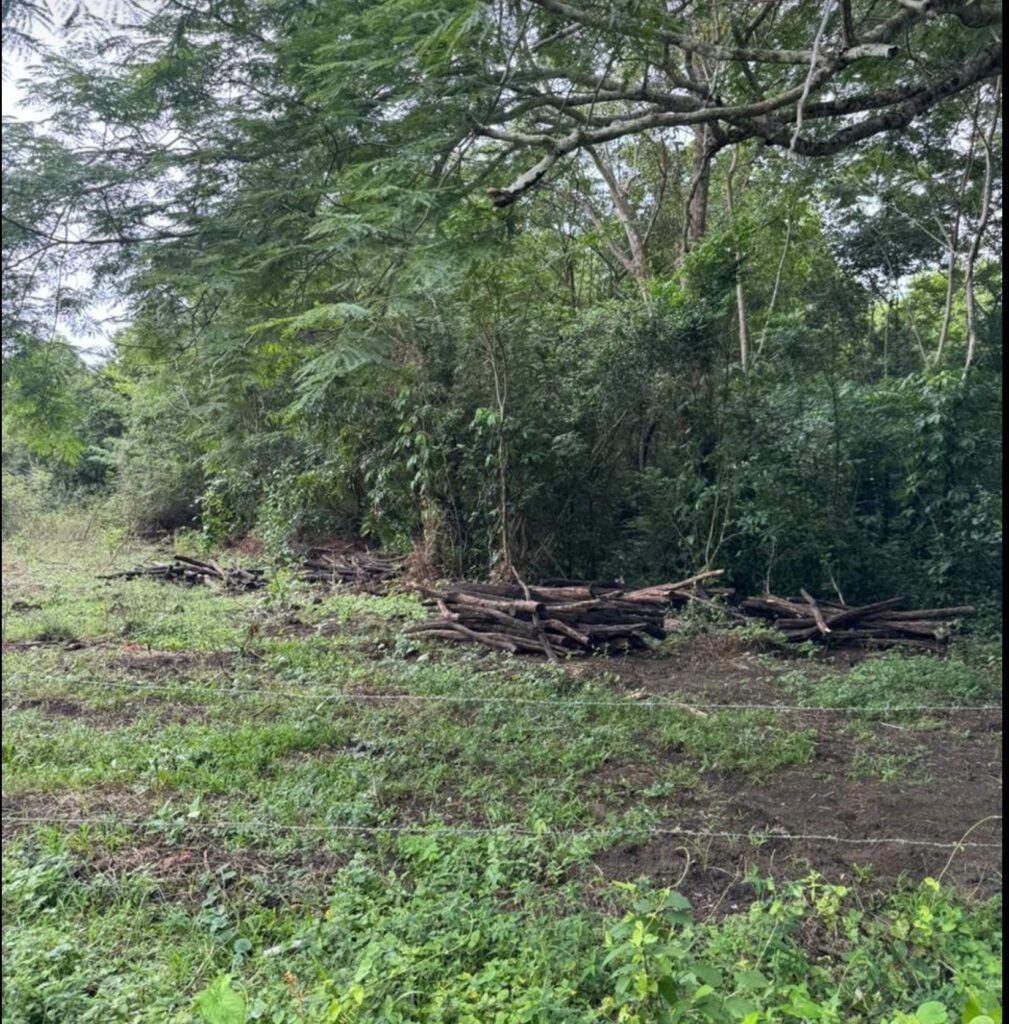 Geyser Global agricultural operations in Central America