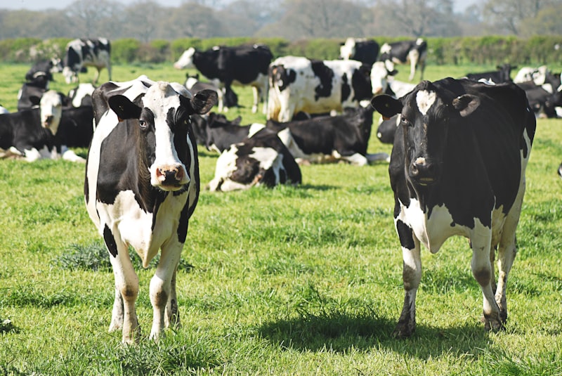 Livestock in open pasture